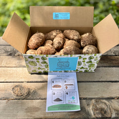 Elephant Ear Bulbs, Colocasia Variety, Ready to Plant for Tropical Garden