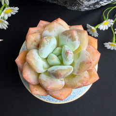 Live Succulent Plant – Echeveria ‘Perfume’ 2.5‑Inch Deep Red Rosette