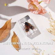 Real Insect Specimens for Educational Displays