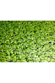Aquarium Plant Duckweed ( Lemna Minor )