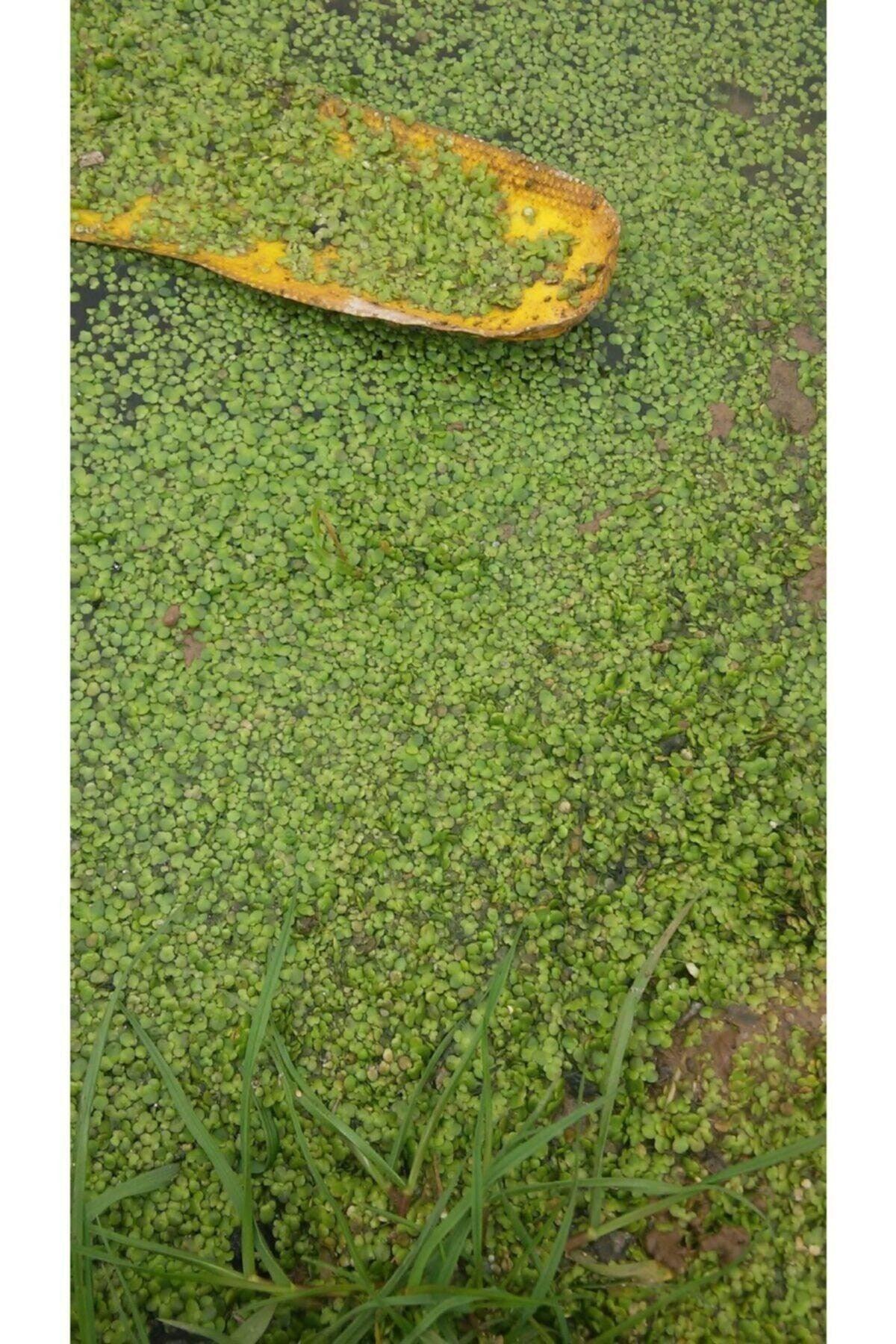 Aquarium Plant Duckweed ( Lemna Minor )