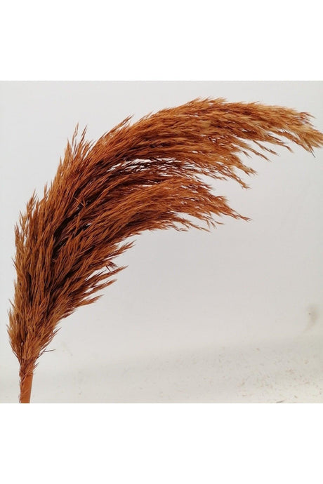 Dried Flower Decorative Pampas 8 Pieces Orange Color - Swordslife