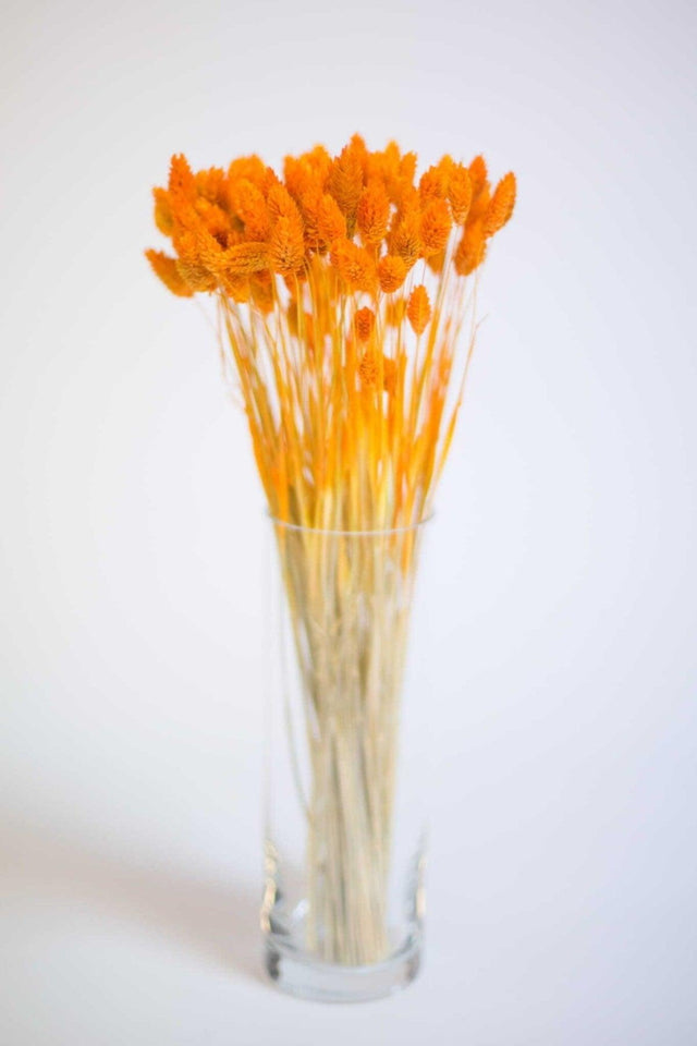 Dried Flower Palaris Bird Grass Orange Length 45cm 55 Stem - Swordslife