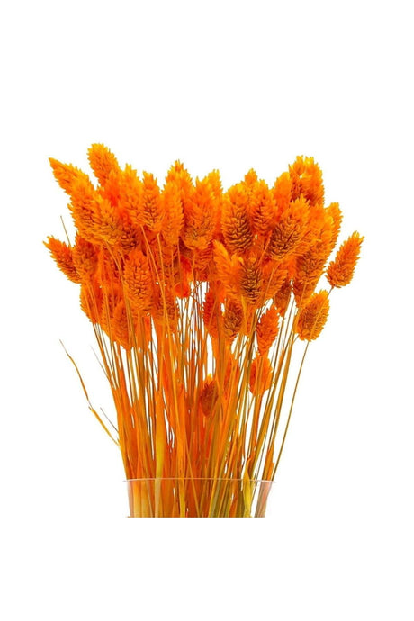 Dried Flower Palaris Bird Grass Orange Length 45cm 55 Stem - Swordslife