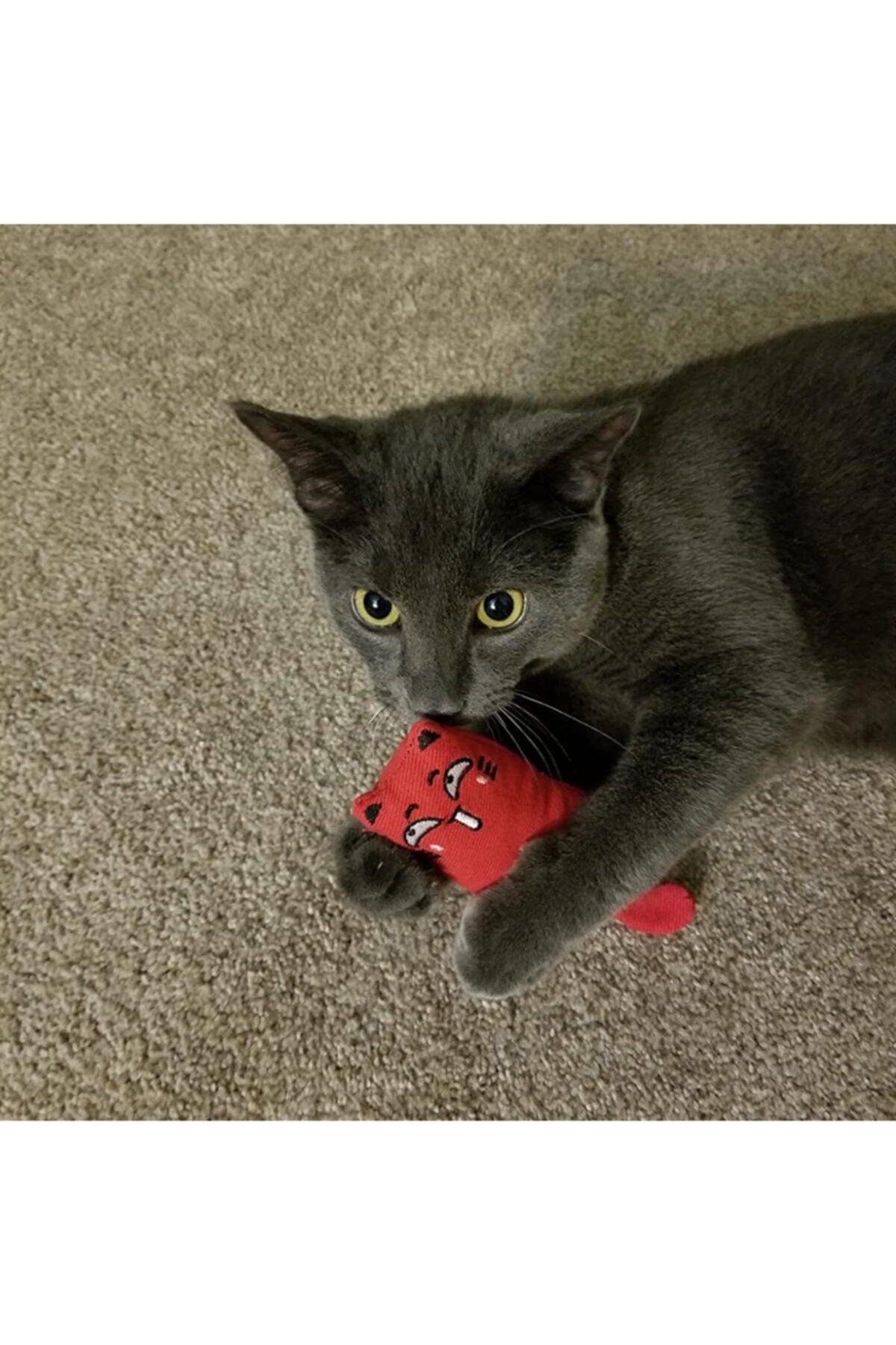 Red Color Rattle Cat Grassy Cat