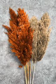 Shocked Orange Natural Color Pampas Bundle of 10 - Swordslife