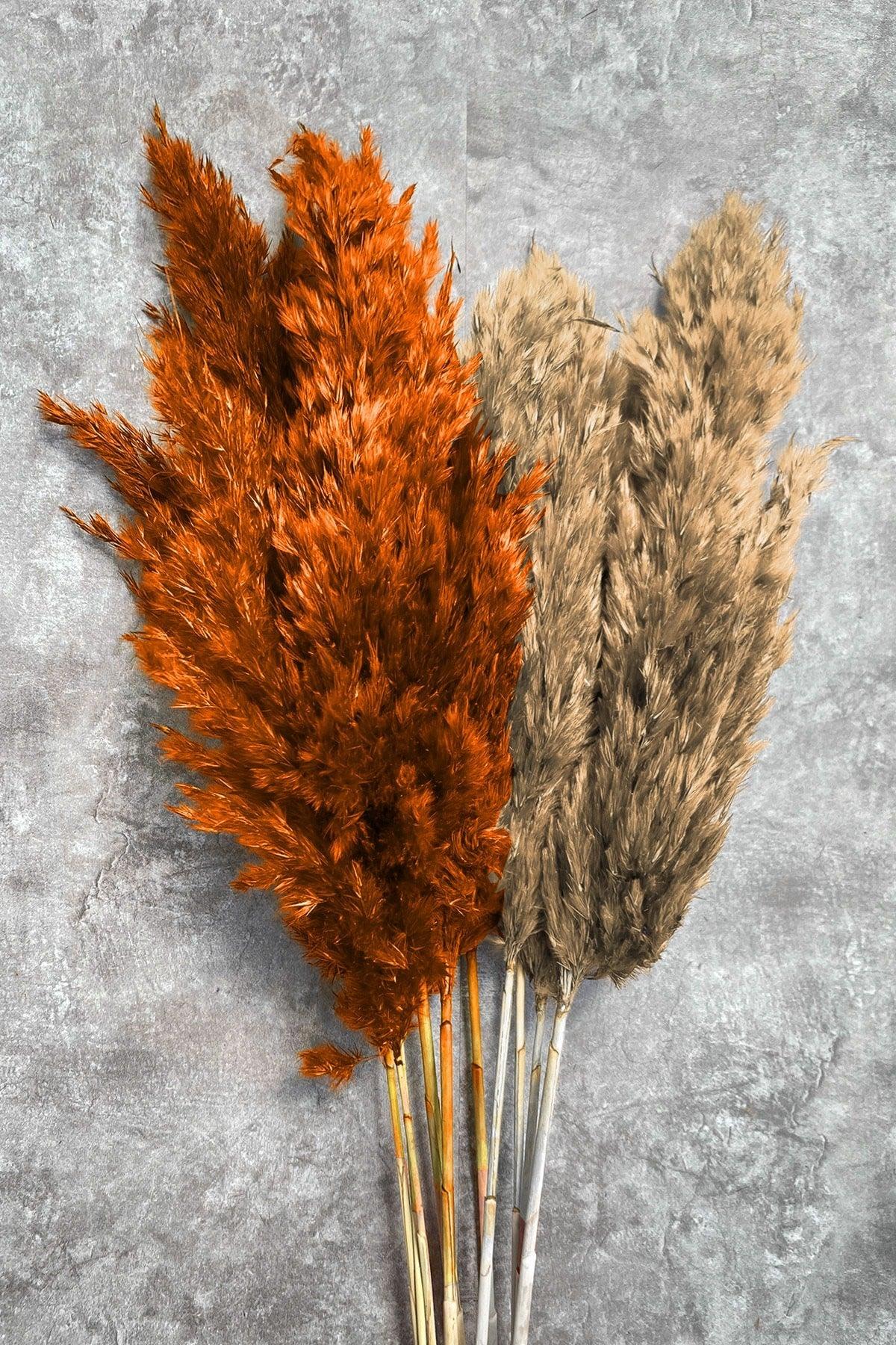 Shocked Orange Natural Color Pampas Bundle of 10 - Swordslife
