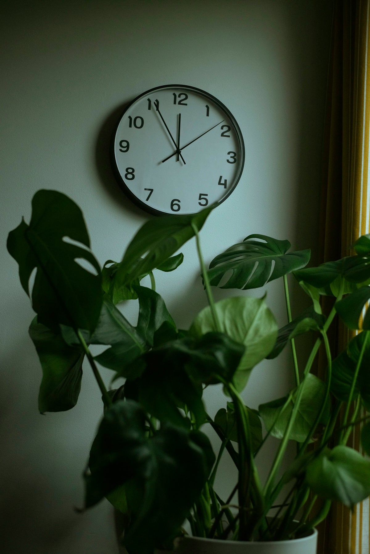 a clock on the wall above a potted plant