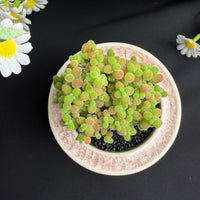 Fresh Flowers & Plants