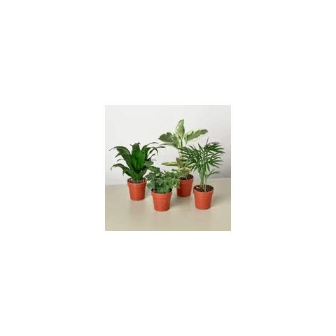 Pixie Plant Bundle – Four Live Small Succulents for Home or Office