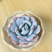 Echeveria Laui Live Succulent – Mini Bare‑Root Plant for Desk and Home Décor