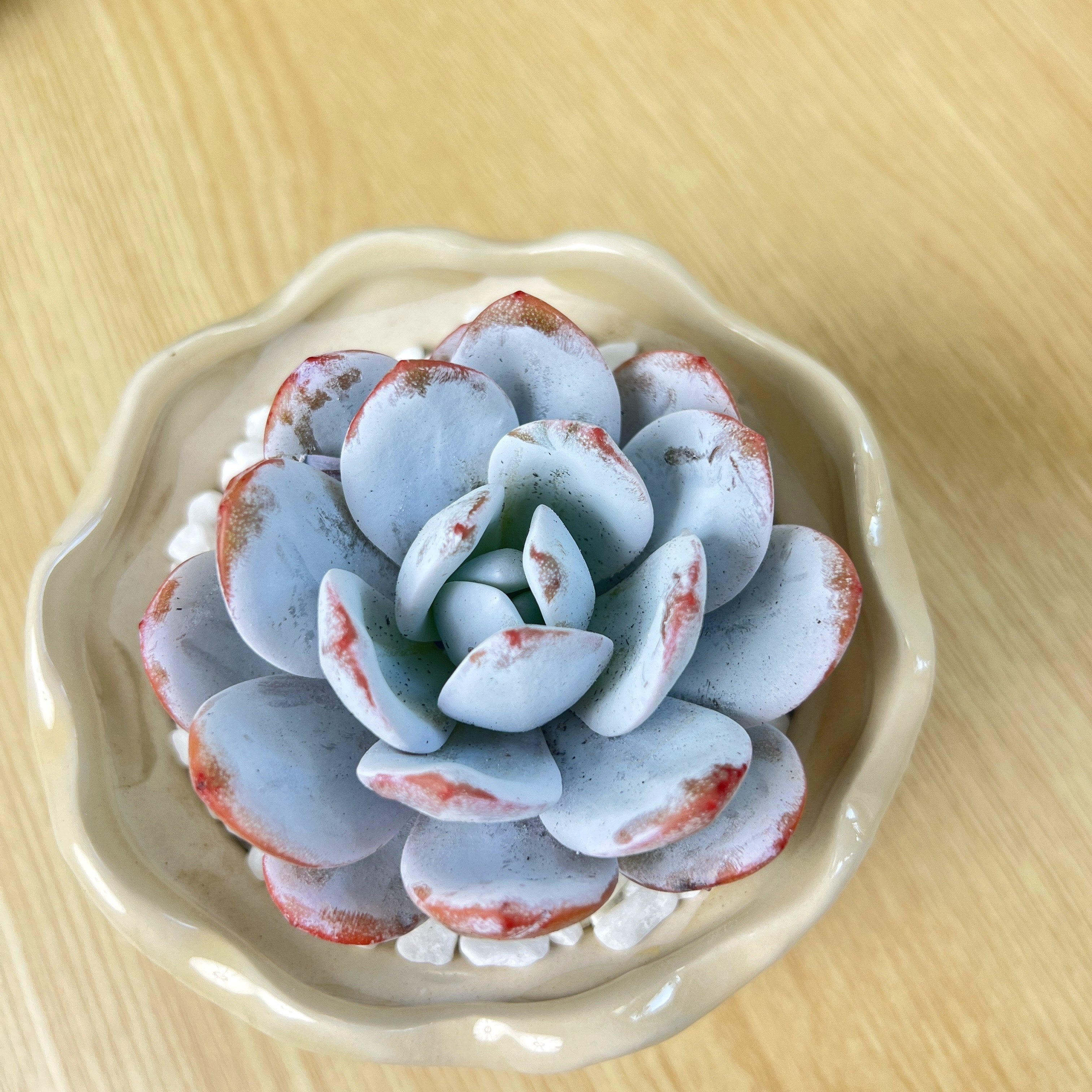 Echeveria Laui Live Succulent – Mini Bare‑Root Plant for Desk and Home Décor