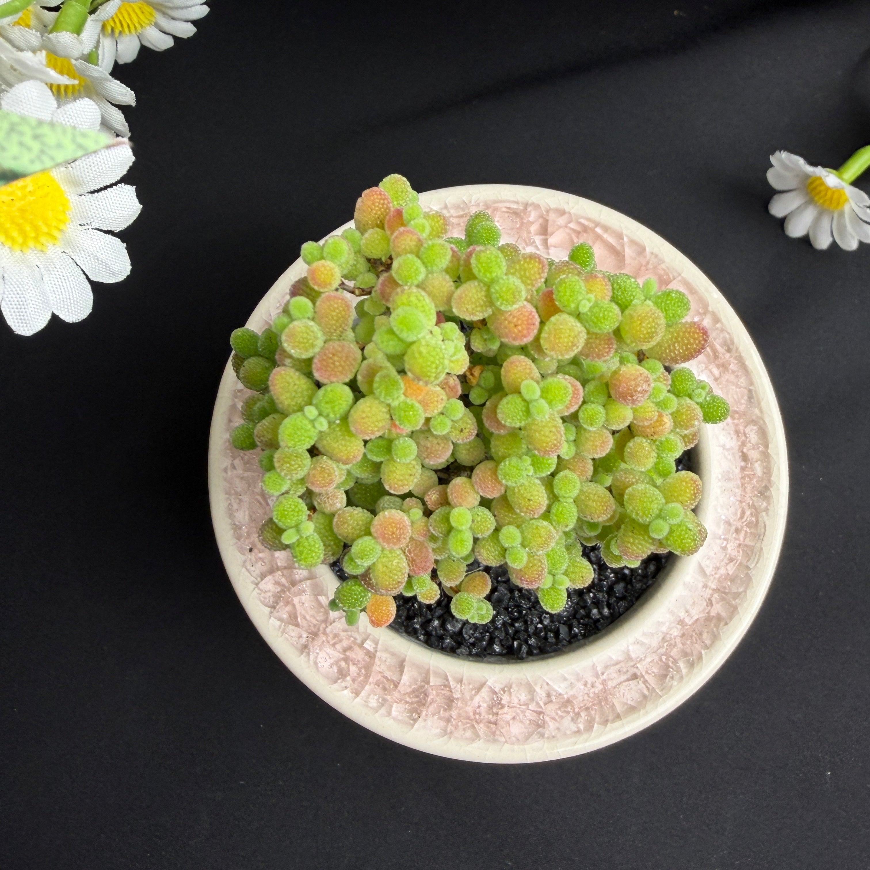 Drosanthemum Live Succulent – 2‑Inch Bare‑Root Plant for Home, Office or Wedding Favors