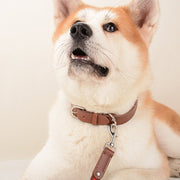 Comfort Pet Collar