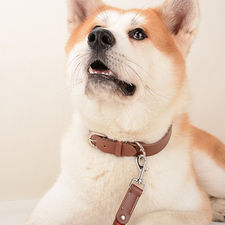 Comfort Pet Collar