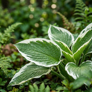 Variegated Hosta Seeds – Pack of 50 for Easy Garden Planting