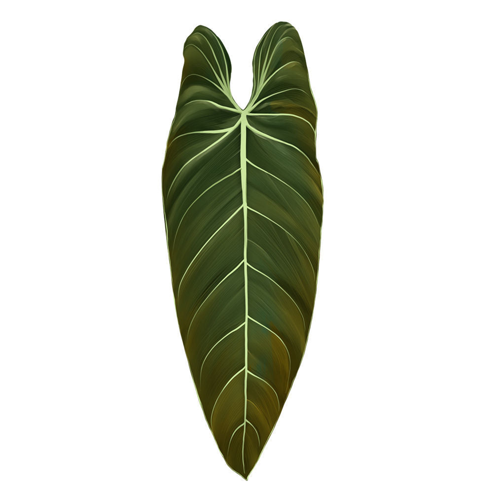 cjv4