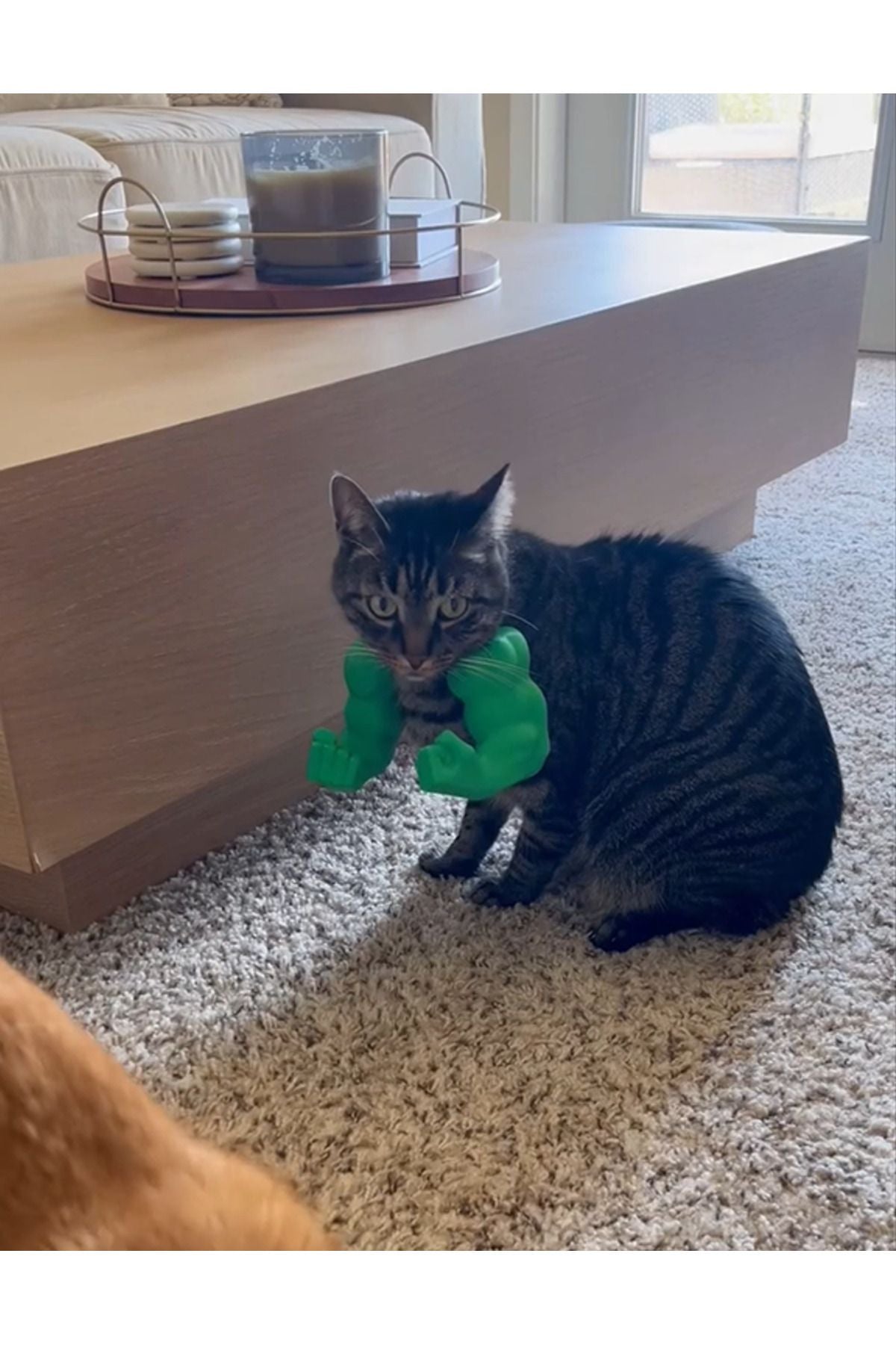Cat Hulk Arm
