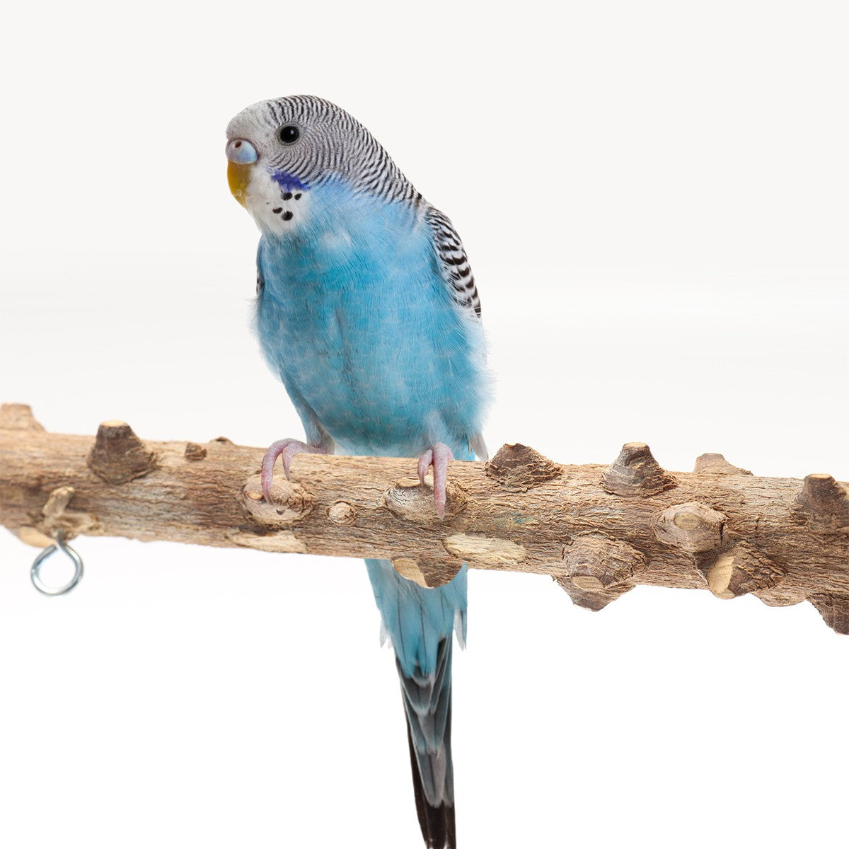Solid Wood Bird Swing Stand for Backyard Fun
