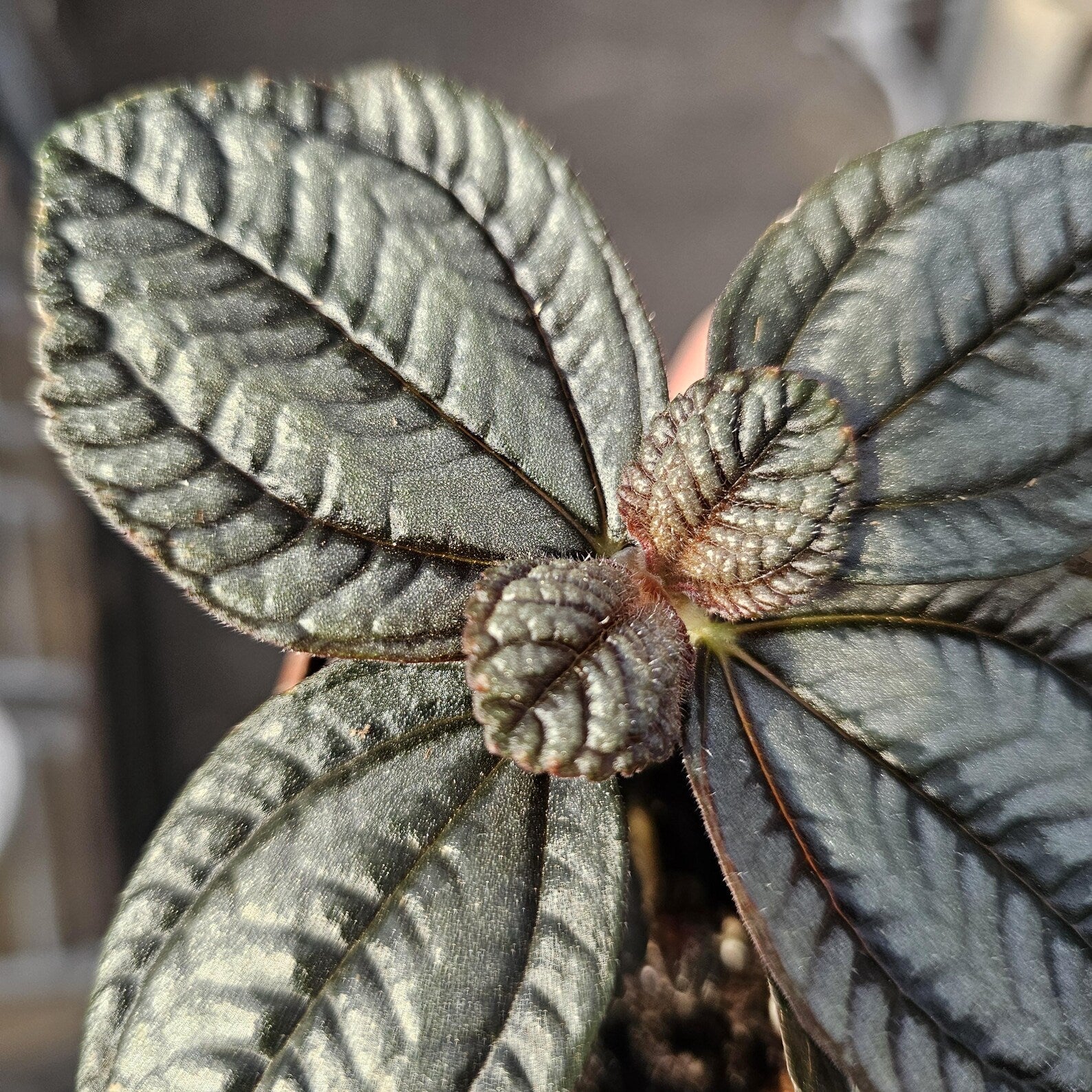 Pilea Friendship Plant – 2 Live Plants in 2‑Inch Pots