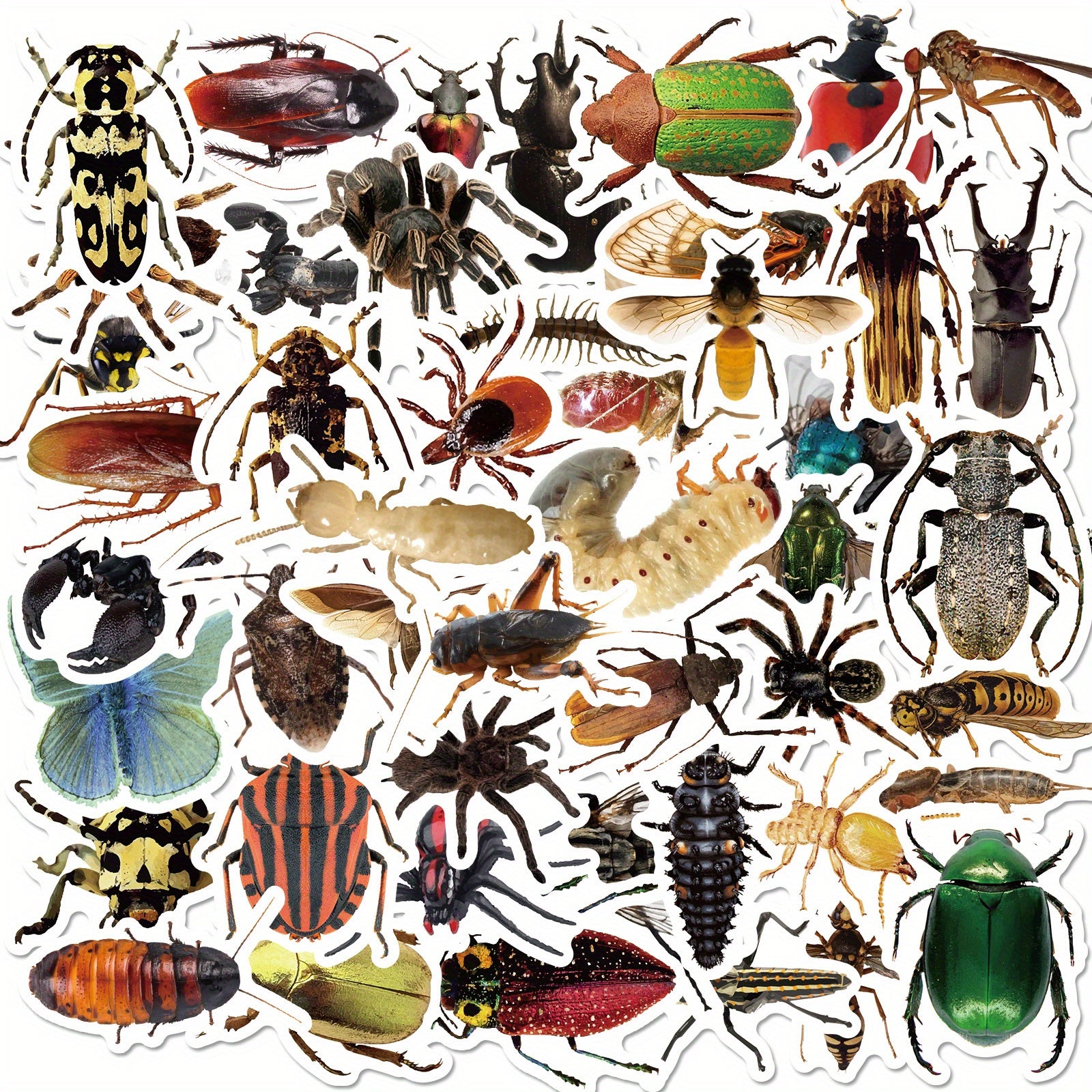 50‑Piece Insect Vinyl Sticker Pack – Ideal for Water Bottles, Skateboards & Bicycles