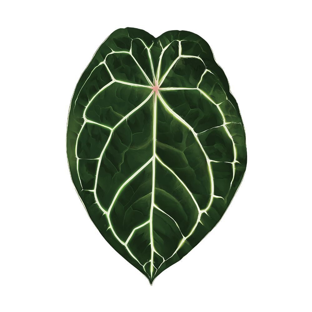 cjv8