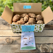 Elephant Ear Bulbs, Colocasia Variety, Ready to Plant for Tropical Garden