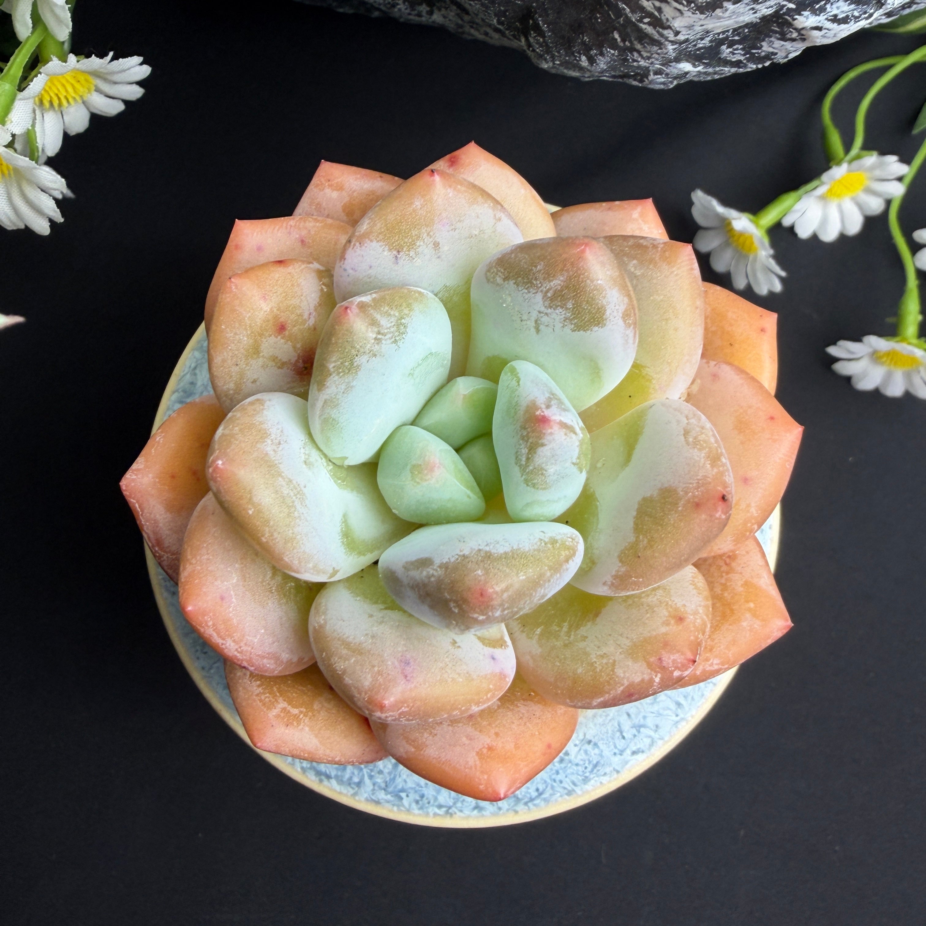 Live Succulent Plant – Echeveria ‘Perfume’ 2.5‑Inch Deep Red Rosette
