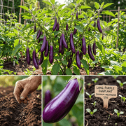 Purple Long Eggplant Seeds, Non-GMO Heirloom Variety, 325+ Seeds for Planting