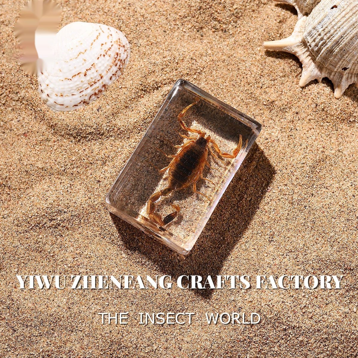 Real Insect Specimens for Educational Displays
