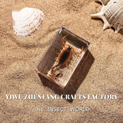 Real Insect Specimens for Educational Displays