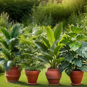 4pcs Set of Large Simulated Green Plants with 48 Leaves - Lush Coconut And Bird of Paradise Plants, a No-Care Rainforest Decorative Tree Suitable for Indoor And Outdoor, Weddings, Hotels, Gardens…
