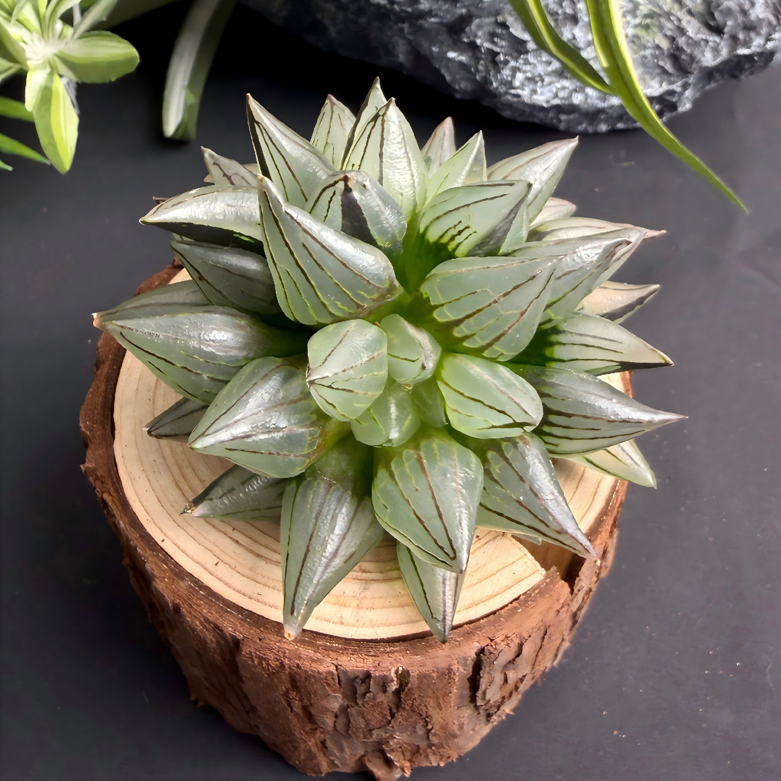 Haworthia Magnifica var. atrofusca Live Succulent Plant – Light Green, Rare