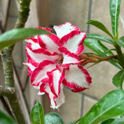 Rose Succulent Plant – Beginner Friendly Potted Ornament for Balcony