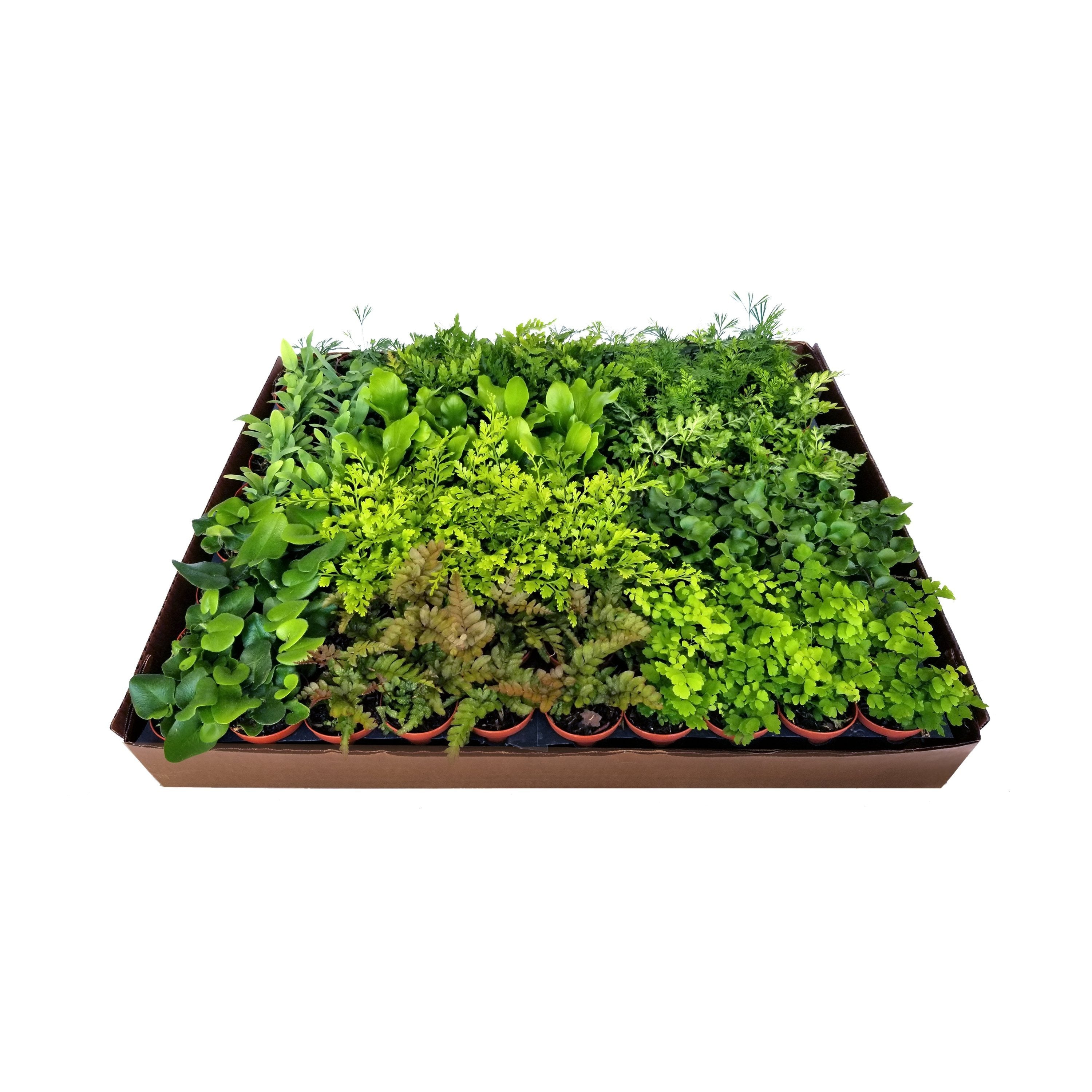 Fabulous Fern Plant Set – Two Live Ferns for Home or Office Greenery