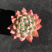 Echeveria ‘Alba Beauty’ Succulent – 2 to 2.5 inch Live Plant