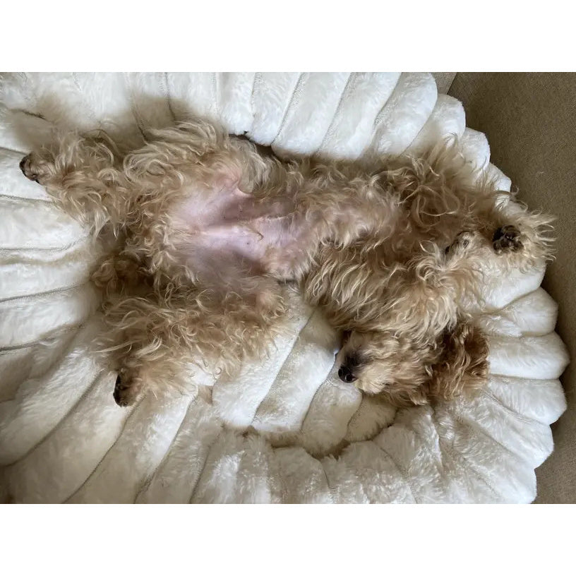 Cozy Round Plush Dog Bed - Soft Polyester Pet Nest For Small To Medium Breeds, Beige Design With Ruffled Edges & Plush Interior, Winter Warmth & Comfort, No Assembly Needed, Ideal For Home Decor, Dog