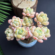 Sedum Clavatum Live Succulent – 2.8‑Inch Plant with Vibrant Color for Indoor Décor