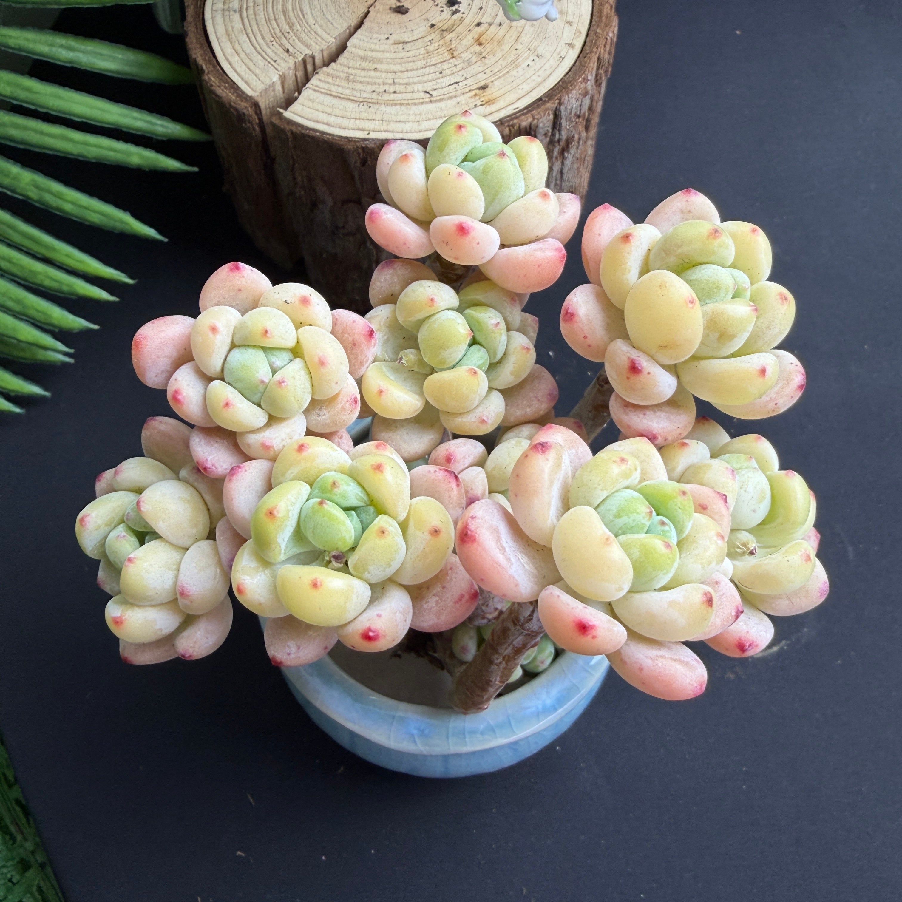 Sedum Clavatum Live Succulent – 2.8‑Inch Plant with Vibrant Color for Indoor Décor