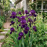 Purple Bearded Iris Seeds – Pack of 50