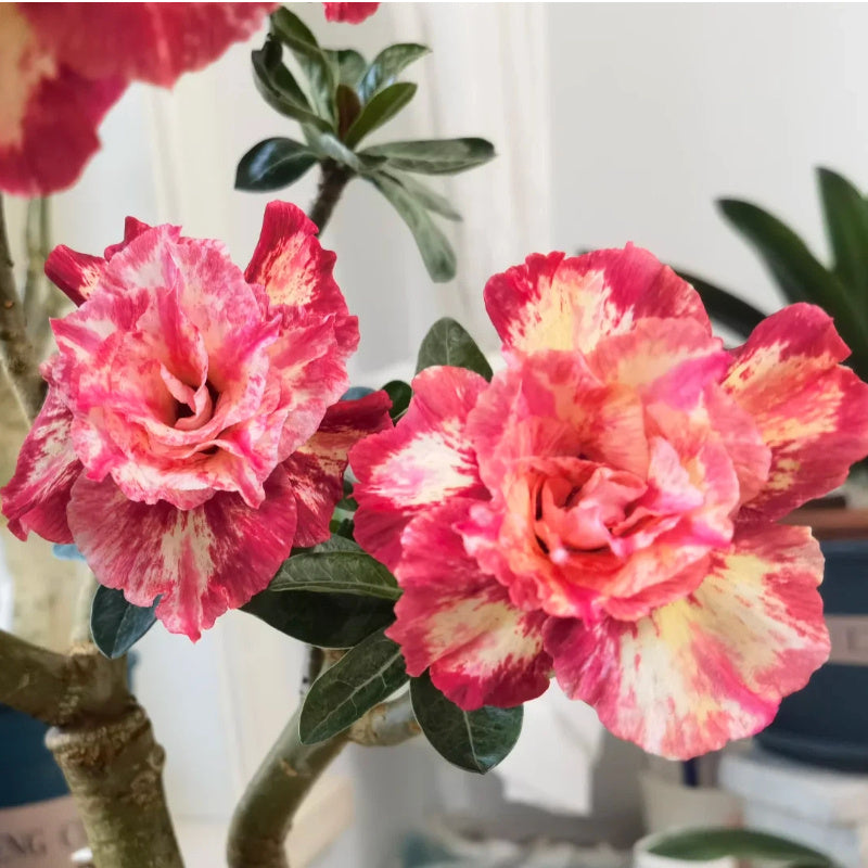 Rose Succulent Mini Plant – Tight Rosette Fleshy Leaves for Window‑Sill Décor, Beginner Friendly