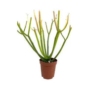 Good Vibes Live Indoor Plant