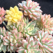 Echeveria ‘Mebina’ Variegata Succulent – 3 to 3.5‑Inch Live Plant for Home, Office and Event Décor