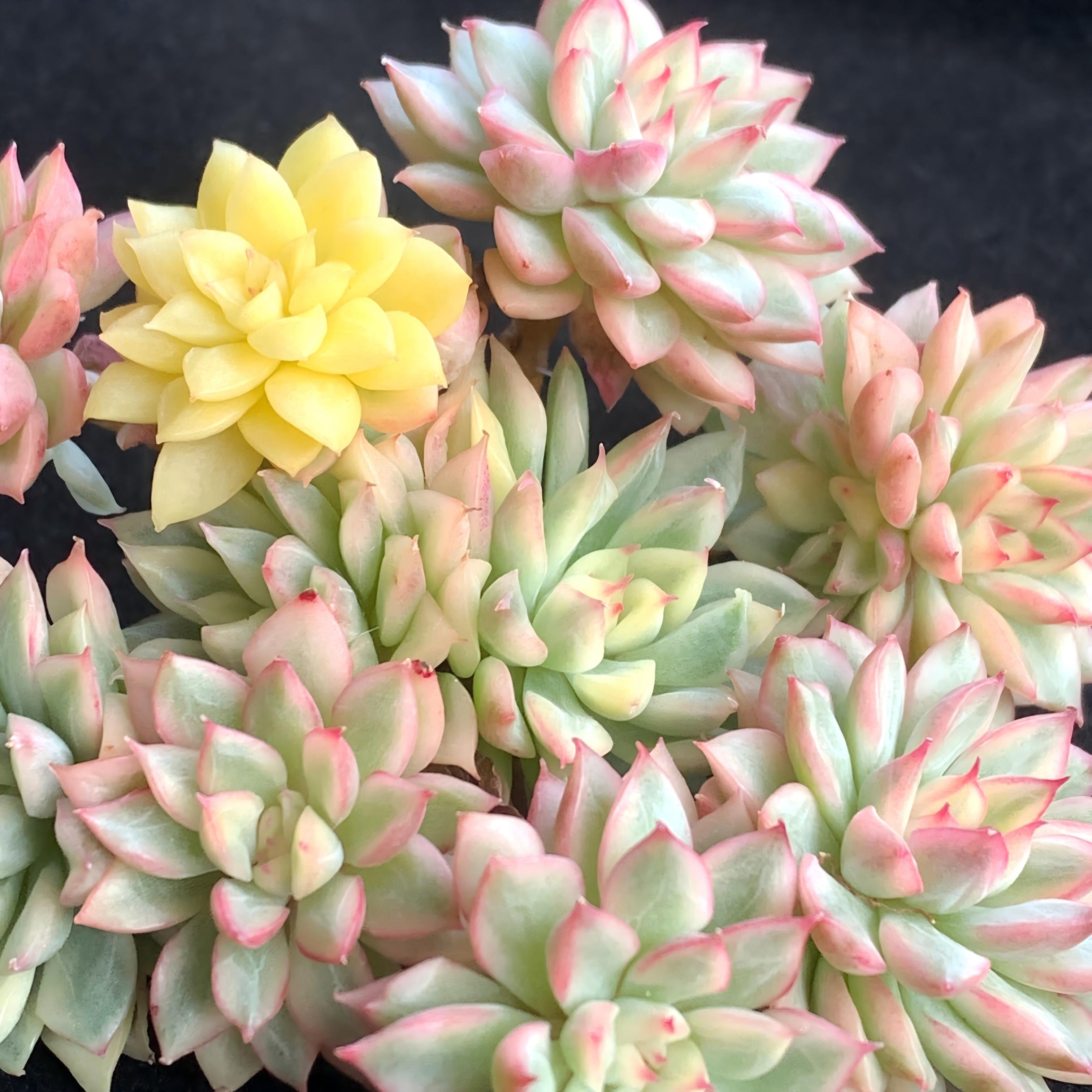 Echeveria ‘Mebina’ Variegata Succulent – 3 to 3.5‑Inch Live Plant for Home, Office and Event Décor