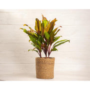 10‑Inch Cordyline Harlequin Cane Live Indoor Plant with Pot – Air‑Purifying Tropical Foliage