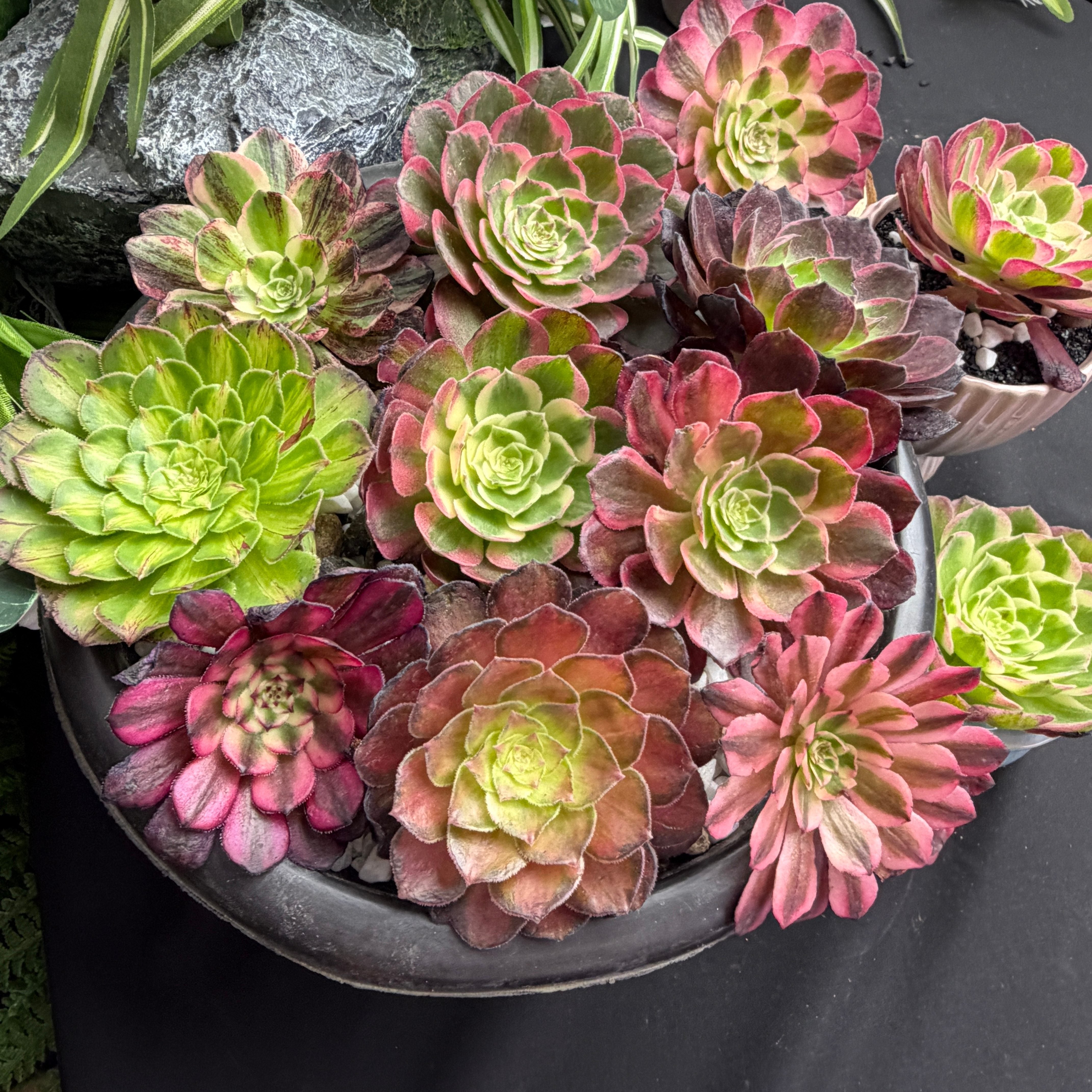 6‑Piece Aeonium Succulent Collection Live Bare‑Root Plants – Rare Rosette Assortment