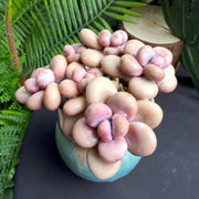 Graptopetalum Amethystinum Succulent – 3.2‑Inch Rose‑Shaped Live Plant for Garden, Weddings and Indoor Décor
