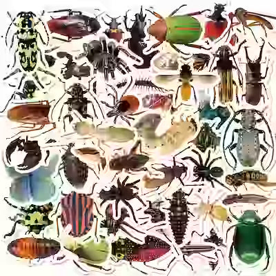 50‑Piece Insect Vinyl Sticker Pack – Ideal for Water Bottles, Skateboards & Bicycles
