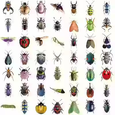 50 Vibrant Insect Vinyl Stickers – No Residue, Ideal for Laptops, Water Bottles and Vehicles