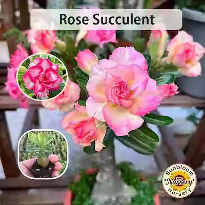 Succulent Rose – Tiny Fresh‑Tone Plant for Windowsill Display